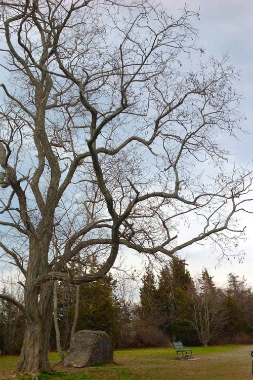 Black Locust Tree - 3 Gallon Pot 8 Black Locust Tree - 3 Gallon Pot - Image 8