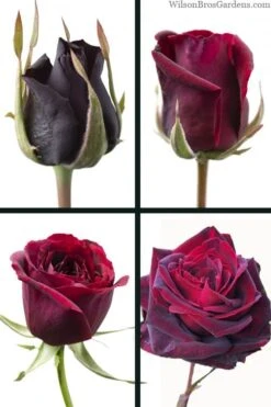 Crimson Knight Brindabella Rose - 3 Gallon Pot -Green Haven Shop rosa crimson knight brindabella rose 3