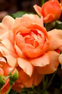 At Last Rose - 2 Gallon Pot -Green Haven Shop rose at last 3