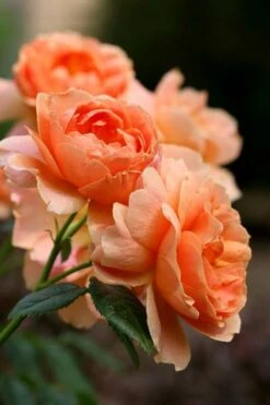 At Last Rose - 2 Gallon Pot -Green Haven Shop rose at last 4