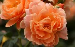 At Last Rose - 3 Gallon Pot -Green Haven Shop rose at last 5 1