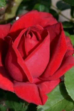 Easy Elegance Kashmir Rose - 7 Gallon Pot -Green Haven Shop rose easy elegance kasmhir 1