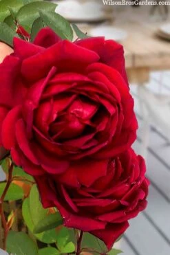 Easy Elegance Kashmir Rose - 7 Gallon Pot -Green Haven Shop rose easy elegance kasmhir 2