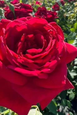 Easy Elegance Kashmir Rose - 7 Gallon Pot -Green Haven Shop rose easy elegance kasmhir 3