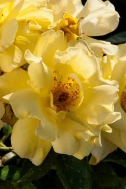 Lemon Drift Groundcover Rose - 1 Gallon Pot -Green Haven Shop rose lemon drift 1