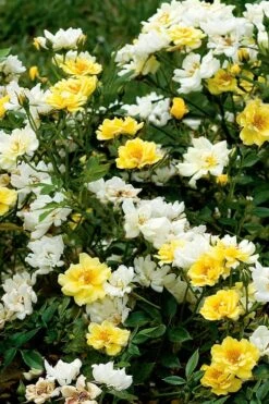 Lemon Drift Groundcover Rose - 1 Gallon Pot -Green Haven Shop rose lemon drift 5