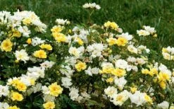Lemon Drift Groundcover Rose - 1 Gallon Pot -Green Haven Shop rose lemon drift 6