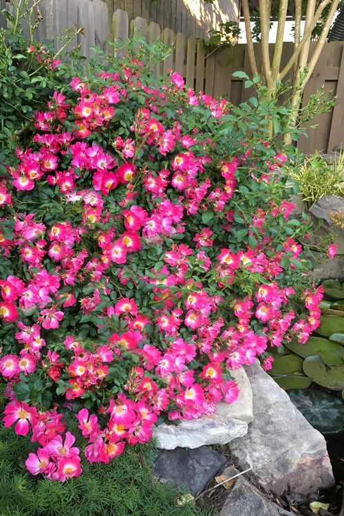 Pink Drift Groundcover Rose - 3 Gallon Pot 1 Pink Drift Groundcover Rose - 3 Gallon Pot