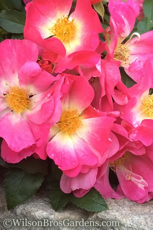 Pink Drift Groundcover Rose - 1 Gallon Pot 4 Pink Drift Groundcover Rose - 1 Gallon Pot - Image 4