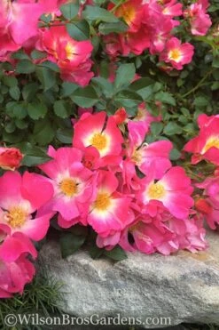 Pink Drift Groundcover Rose - 3 Gallon Pot 12 Pink Drift Groundcover Rose - 3 Gallon Pot -Green Haven Shop rose pink drift 12 1