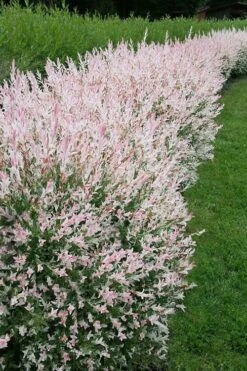 Flamingo Dappled Willow (Shrub Form) - 3 Gallon Pot -Green Haven Shop salix integra flamingo dappled willow bush 4