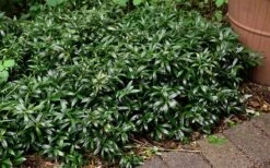 Fragrant Mountain Sweetbox (Sarcococca) - 2 Gallon Pot -Green Haven Shop sarcoccoca hookeriana sarsid 1 fragrant valley sweetbox 9