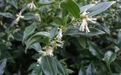 Fragrant Mountain Sweetbox (Sarcococca) - 2 Gallon Pot -Green Haven Shop sarcoccoca hookeriana sarsid 2 fragrant mountain sweetbox 1