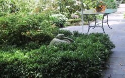 Fragrant Mountain Sweetbox (Sarcococca) - 2 Gallon Pot -Green Haven Shop sarcoccoca hookeriana sarsid 2 fragrant mountain sweetbox 3