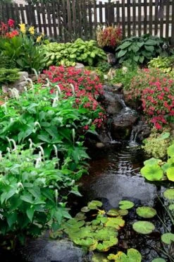 Lizard's Tail Swamp Lily (Saururus Cernuus) - 1 Gallon Pot -Green Haven Shop saururus cernuus lizards tail swamp lily 8