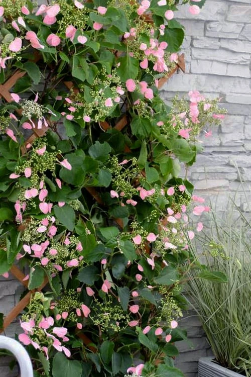 Rose Sensation Pink Climbing Hydrangea Vine - 1 Gallon Pot 1 Rose Sensation Pink Climbing Hydrangea Vine - 1 Gallon Pot