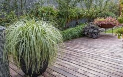 Feather Falls Sedge (Carex Oshimensis) - 5 Pack Of Quart Pots -Green Haven Shop sedge feather falls 3 800x500 1