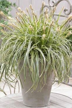Feather Falls Sedge (Carex Oshimensis) - 5 Pack Of Quart Pots -Green Haven Shop sedge feather falls 500x750 1