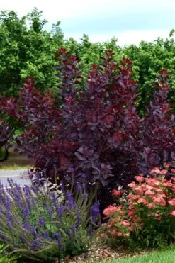 Royal Purple Smoke Tree (TREE FORM) - 5 Gallon Pot 19 Royal Purple Smoke Tree (TREE FORM) - 5 Gallon Pot -Green Haven Shop smoke tree royal purple 20 2