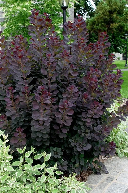 Royal Purple Smoke Tree (TREE FORM) - 5 Gallon Pot 3 Royal Purple Smoke Tree (TREE FORM) - 5 Gallon Pot - Image 3