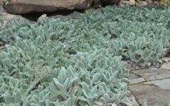 Silver Carpet Lambs Ears (Stachys) - 6 Pack Of Pint Pots -Green Haven Shop stachys byzantina silver carpet lambs ears 5