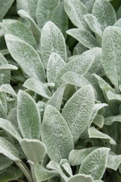 Silver Carpet Lambs Ears (Stachys) - 6 Pack Of Pint Pots -Green Haven Shop stachys byzantine silver carpet lambs ears 2