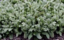 Silky Fleece Dwarf Lambs Ear (Stachys Byzantina) - 5 Pack Of Quarts Pots -Green Haven Shop stachys silky fleece 2