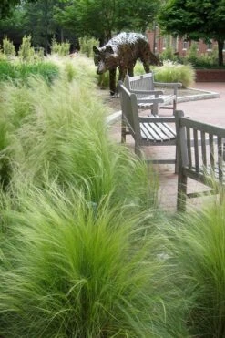 Pony Tails Mexican Feather Grass (Stipa Tennuissima) - 3 Pack Of Quart Pots