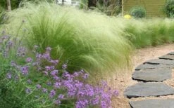 Pony Tails Mexican Feather Grass (Stipa Tennuissima) - 5 Pack Of Quart Pots -Green Haven Shop stipa tenuissima ponytails mexican feather grass 105
