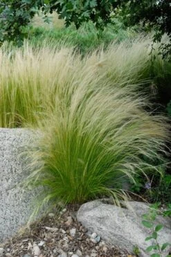 Pony Tails Mexican Feather Grass - Stipa Tennuissima - 6 Pack Of 1 Gallon Pots -Green Haven Shop stipa tenuissima ponytails mexican feather grass 107 1