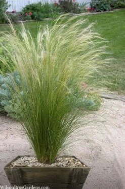 Pony Tails Mexican Feather Grass - Stipa Tennuissima - 6 Pack Of 1 Gallon Pots -Green Haven Shop stipa tenuissima ponytails mexican feather grass 111 1