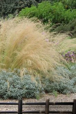 Pony Tails Mexican Feather Grass (Stipa Tennuissima) - 3 Pack Of Quart Pots -Green Haven Shop stipa tenuissima ponytails mexican feather grass 117 2