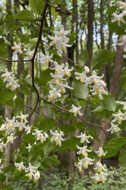 American Snowbell Tree (Styrax Americanus) - 1 Gallon Pot -Green Haven Shop styrax americanus american snowbell 12