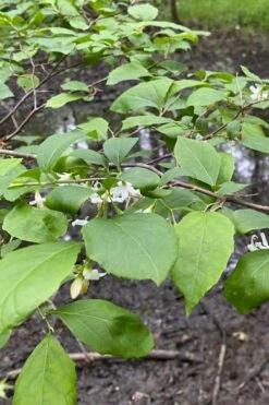 American Snowbell Tree (Styrax Americanus) - 1 Gallon Pot -Green Haven Shop styrax americanus american snowbell 13