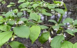 American Snowbell Tree (Styrax Americanus) - 1 Gallon Pot -Green Haven Shop styrax americanus american snowbell 14