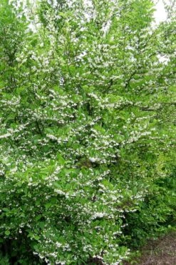 American Snowbell Tree (Styrax Americanus) - 1 Gallon Pot -Green Haven Shop styrax americanus american snowbell 16