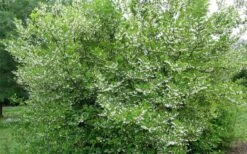 American Snowbell Tree (Styrax Americanus) - 1 Gallon Pot -Green Haven Shop styrax americanus american snowbell 17