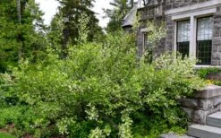 American Snowbell Tree (Styrax Americanus) - 1 Gallon Pot -Green Haven Shop styrax americanus american snowbell 18