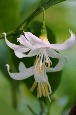 American Snowbell Tree (Styrax Americanus) - 1 Gallon Pot -Green Haven Shop styrax americanus american snowbell 2
