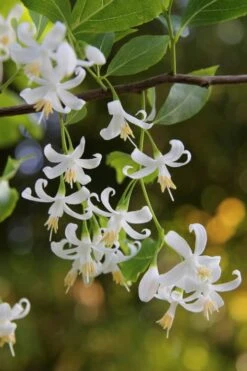 American Snowbell Tree (Styrax Americanus) - 1 Gallon Pot -Green Haven Shop styrax americanus american snowbell 4