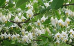 American Snowbell Tree (Styrax Americanus) - 1 Gallon Pot -Green Haven Shop styrax americanus american snowbell 6