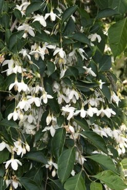 Fragrant Fountain Weeping Japanese Snowbell Tree - 5 Gallon Pot -Green Haven Shop styrax japonica fragrant fountain weeping japanese snowbell tree 4
