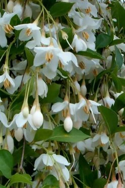 Fragrant Fountain Weeping Japanese Snowbell Tree - 5 Gallon Pot -Green Haven Shop styrax japonica fragrant fountain weeping japanese snowbell tree 6