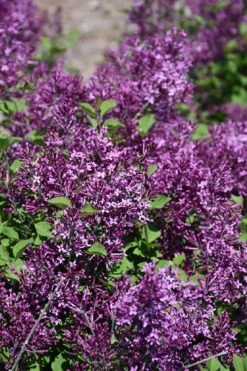 Bloomerang Dark Purple Lilac - 5 Pack Of Quart Pots -Green Haven Shop syringa bloomerang dark purple lilac 23