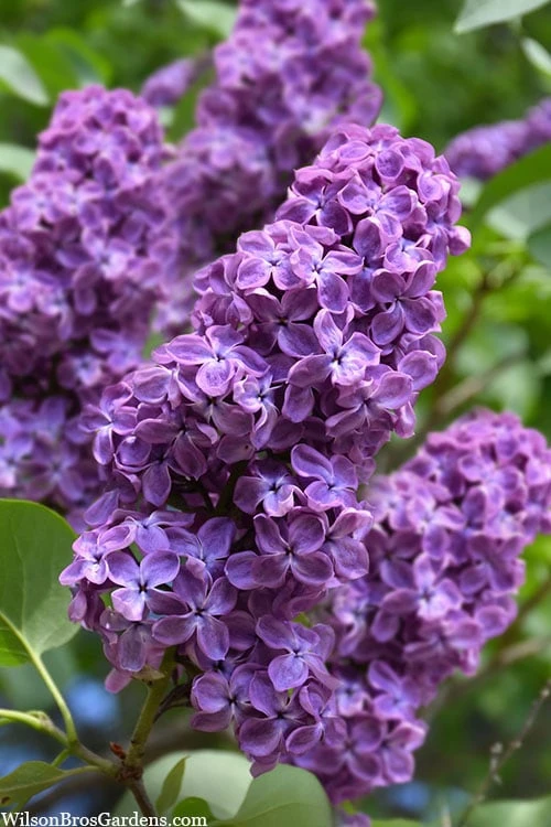 Pocohantas Lilac (Syringa) - 3 Gallon Pot 1 Pocohantas Lilac (Syringa) - 3 Gallon Pot
