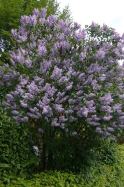 Katherine Havemeyer French Lilac (Syringa) - 1 Gallon Pot -Green Haven Shop syringa vulgaris katherine havemeyer lilac 10