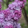 Katherine Havemeyer French Lilac (Syringa) - 1 Gallon Pot