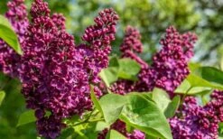 Ludwig Spaeth French Lilac (Syringa) - 1 Gallon Pot -Green Haven Shop syringa vulgaris ludwig spaeth lilac 4