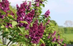 Ludwig Spaeth French Lilac (Syringa) - 1 Gallon Pot -Green Haven Shop syringa vulgaris ludwig spaeth lilac 5
