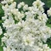 Miss Ellen Willmott White French Lilac (Syringa Vulgaris) - 3 Gallon Pot